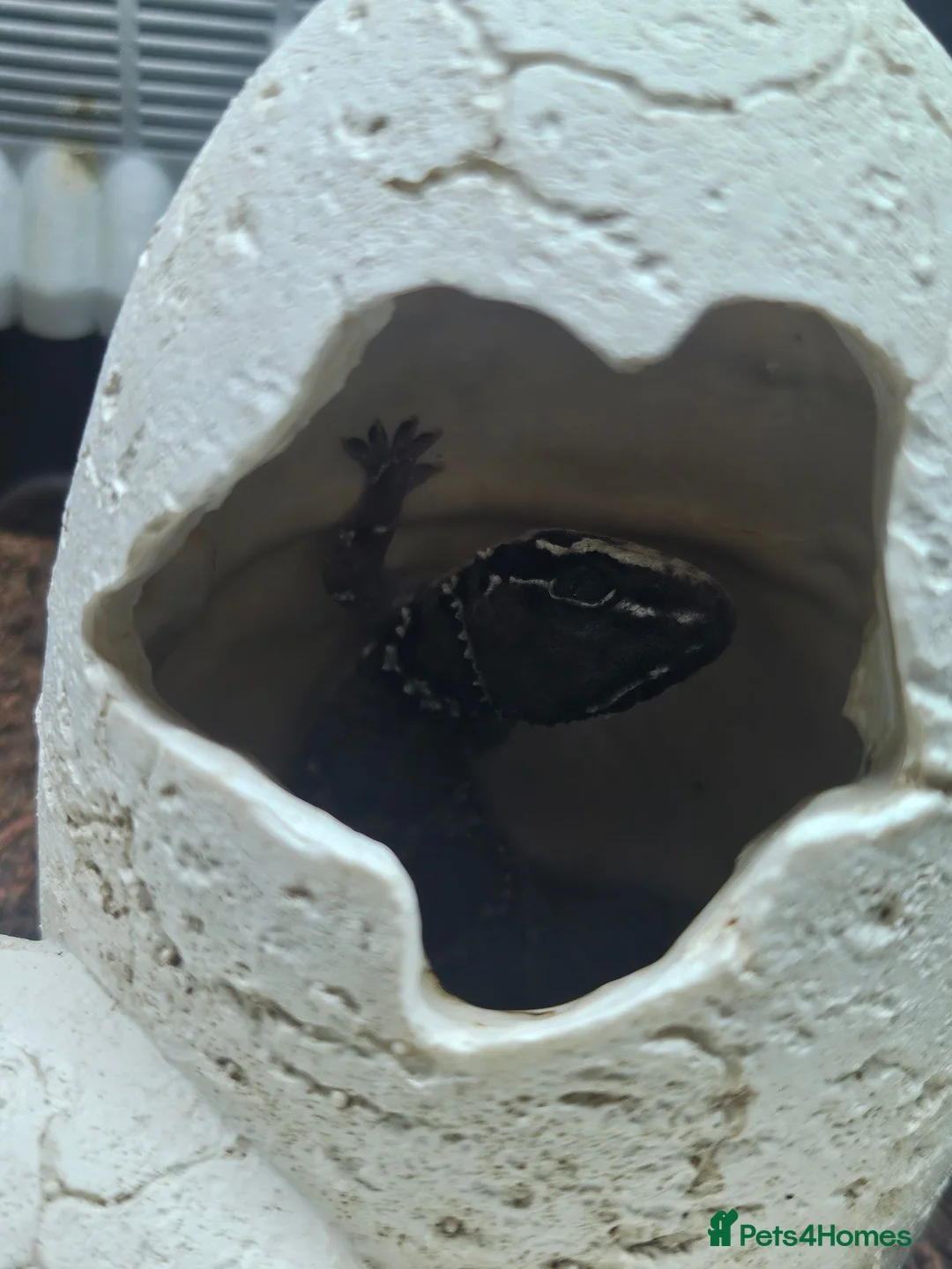 Gecko reptiles for sale: Termite hill geckos - Advert 3