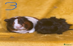 Guinea Pig rodents for sale: Pairs and a group - Image 3