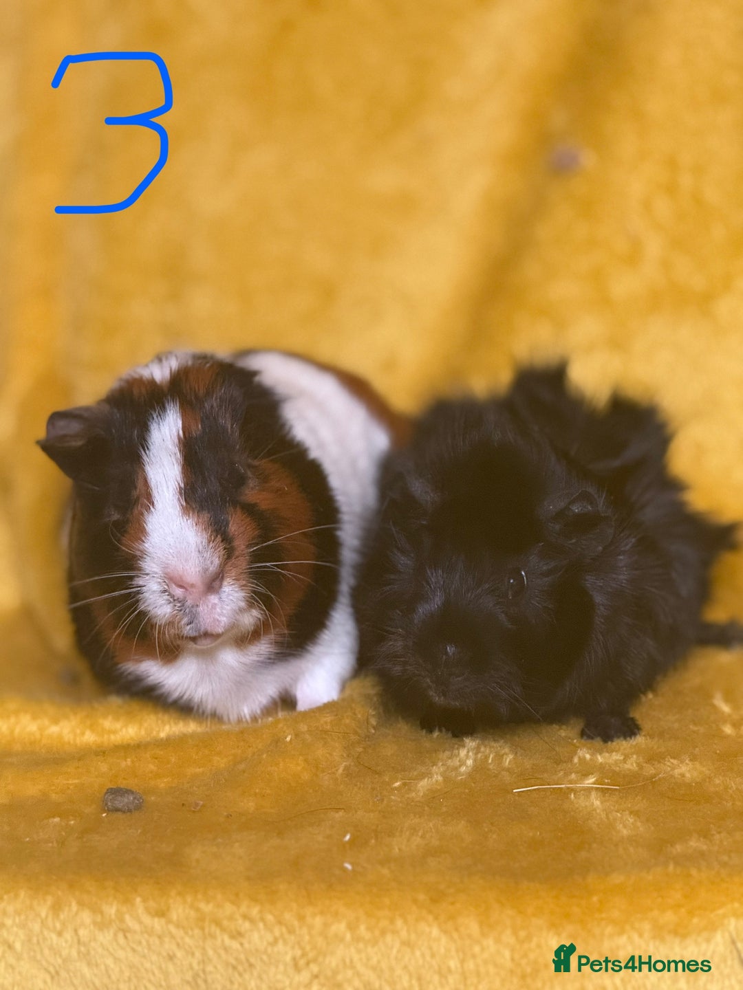 Guinea Pig rodents for sale: Pairs and a group - Image 3