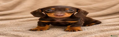 Dachshund 3