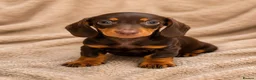 Dachshund dogs for sale: Dachshund Boy Puppies Ready Now - Advert 10