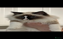 Ragdoll cats for sale: TICA REGISTERED RAGDOLL'S CHAMPION LINES. - Image 4