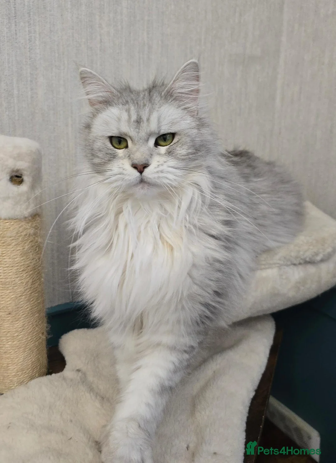 Maine Coon cats for sale: Blue High Silver Female Maine Coon Kitten STUNNING - Advert 26