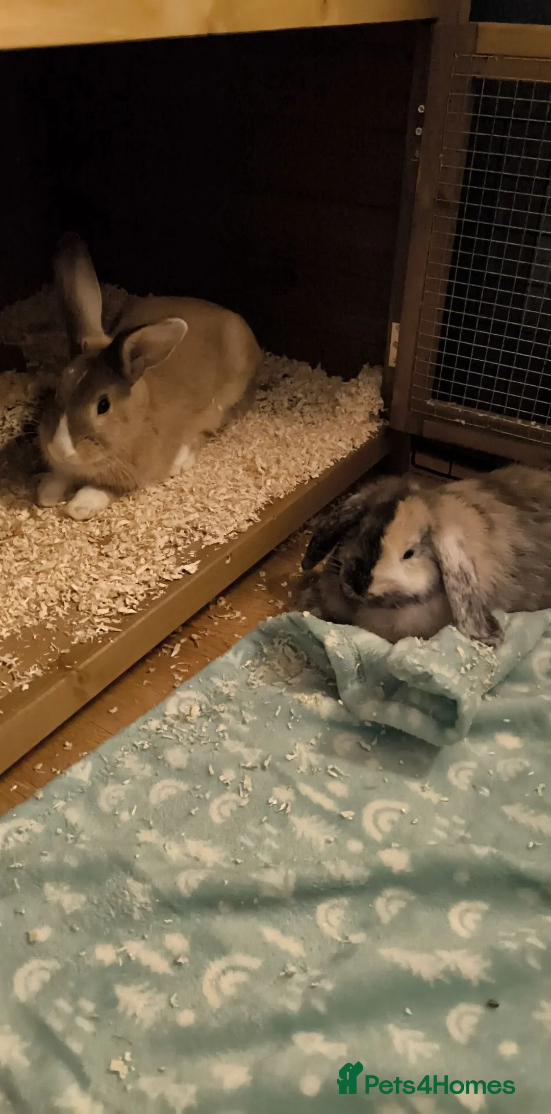 Mixed Breed rabbits for sale: Cinnamon and Rusty for adoption - Advert 4