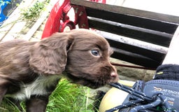 Cocker Spaniel dogs for sale: Gorgeous Working Cocker Spaniel puppies - Image 2