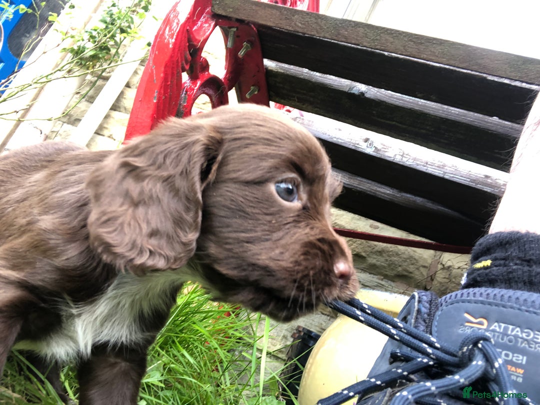 Cocker Spaniel dogs for sale: Gorgeous Working Cocker Spaniel puppies - Image 2