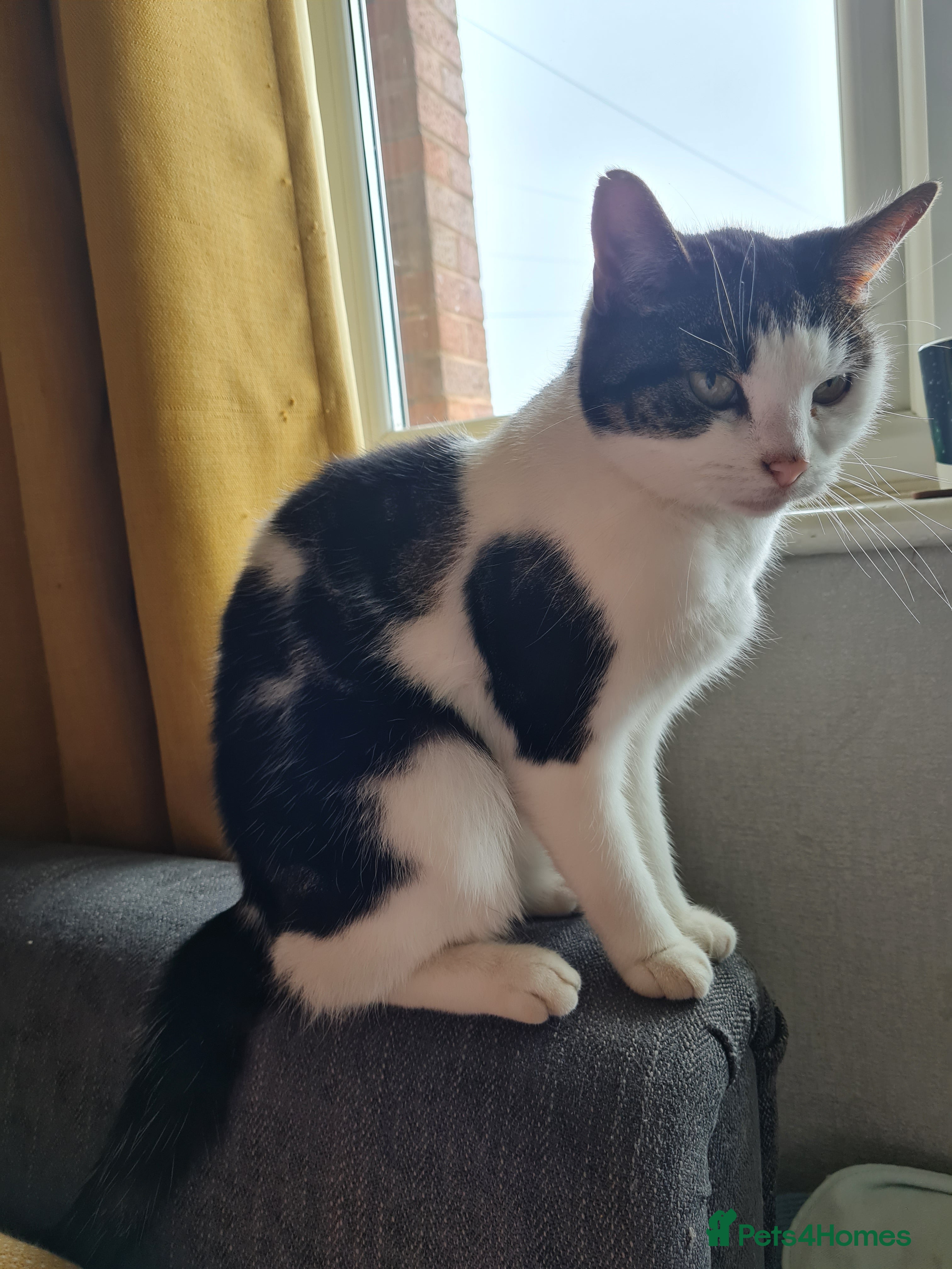 Mixed Breed cats Looking for loving home  - Advert 1