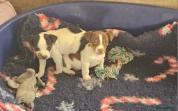 Jack Russell dogs for sale: Beautiful Jack Russell Puppies - Image 10