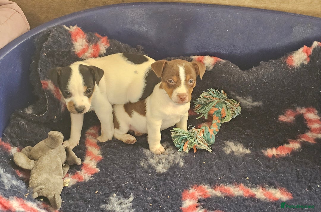 Jack Russell dogs for sale: Beautiful Jack Russell Puppies - Image 10