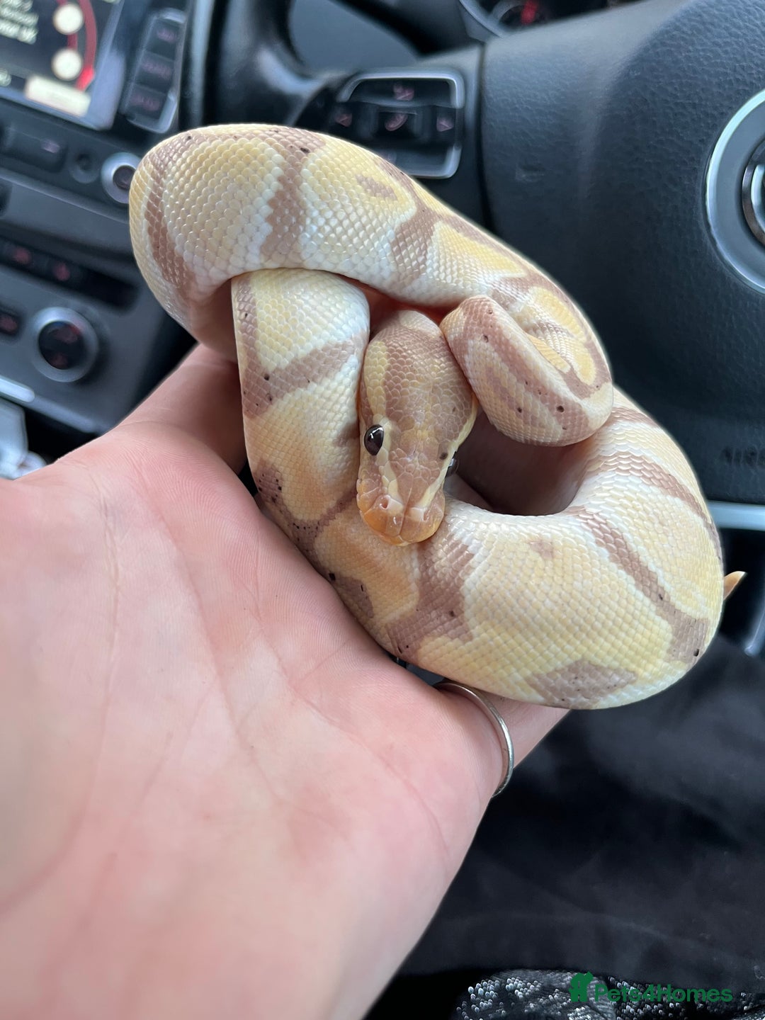 Python Snake reptiles for sale: Ball python with set up  - Image 2