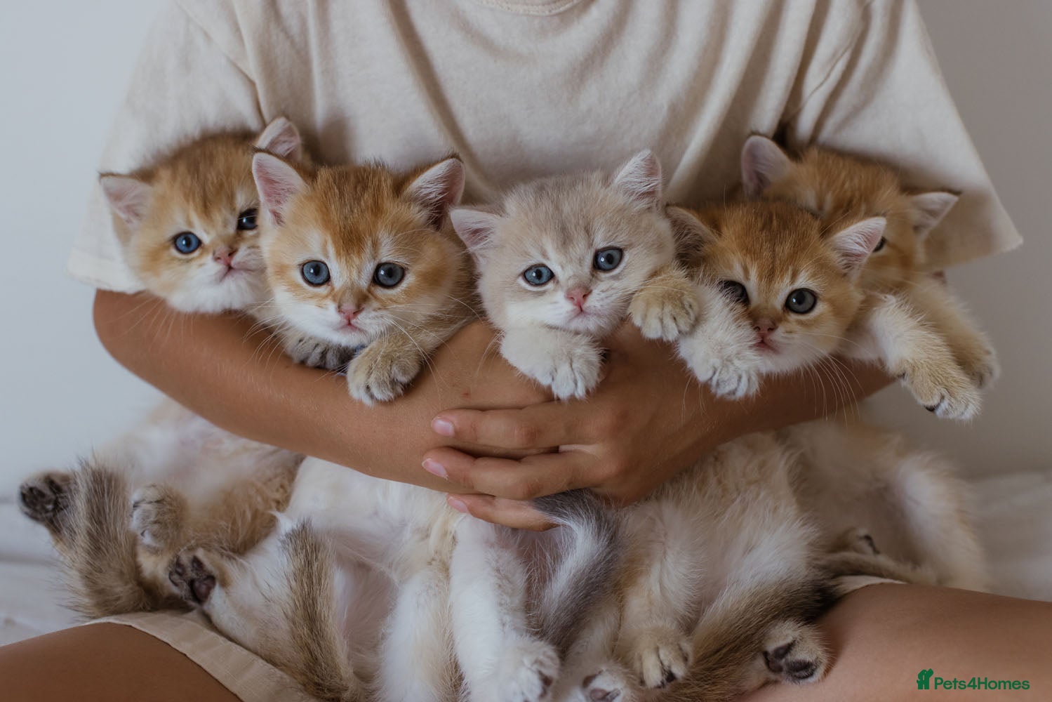 British Shorthair cats Golden Blue and Golden BSH kittens - Advert 5