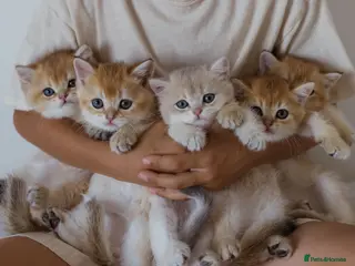 British Shorthair cats Golden Blue and Golden BSH kittens - Advert 5