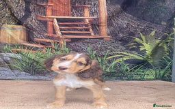 Cocker Spaniel dogs for sale: Cocker Spaniel puppies  - Image 9