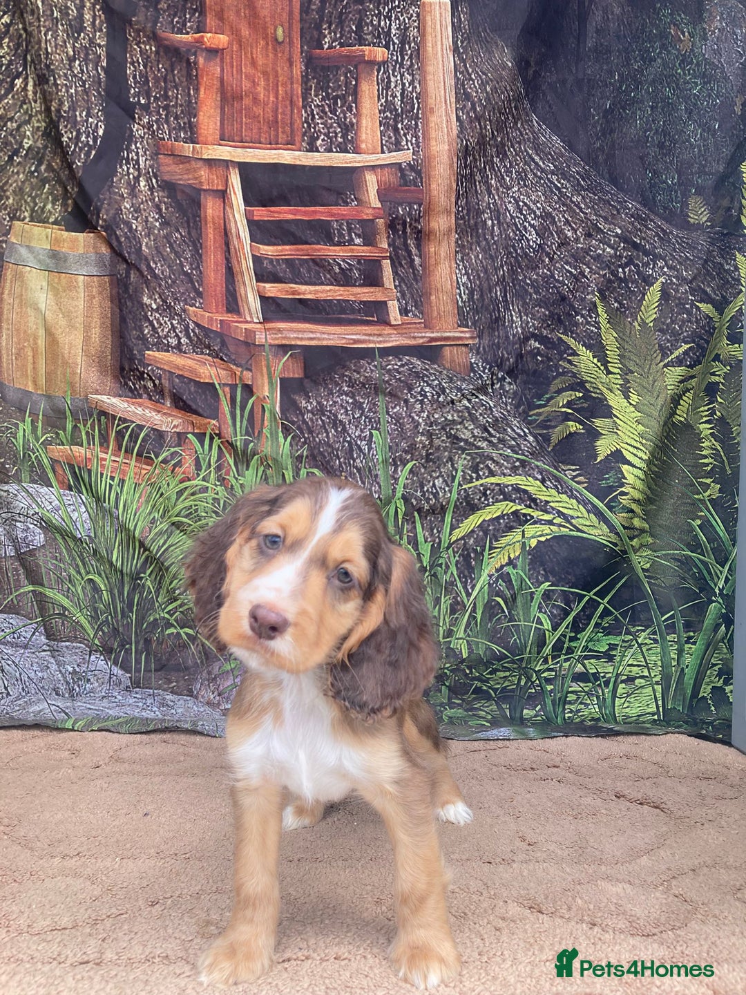 Cocker Spaniel dogs for sale: Cocker Spaniel puppies  - Image 9