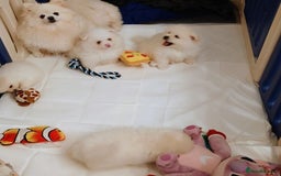 Pomeranian dogs for sale: Little Pomeranian puppy  - Advert 9