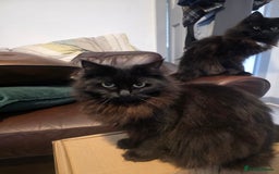 Ragdoll cats for sale: Bruther and sister all black ragdolls - Image 2