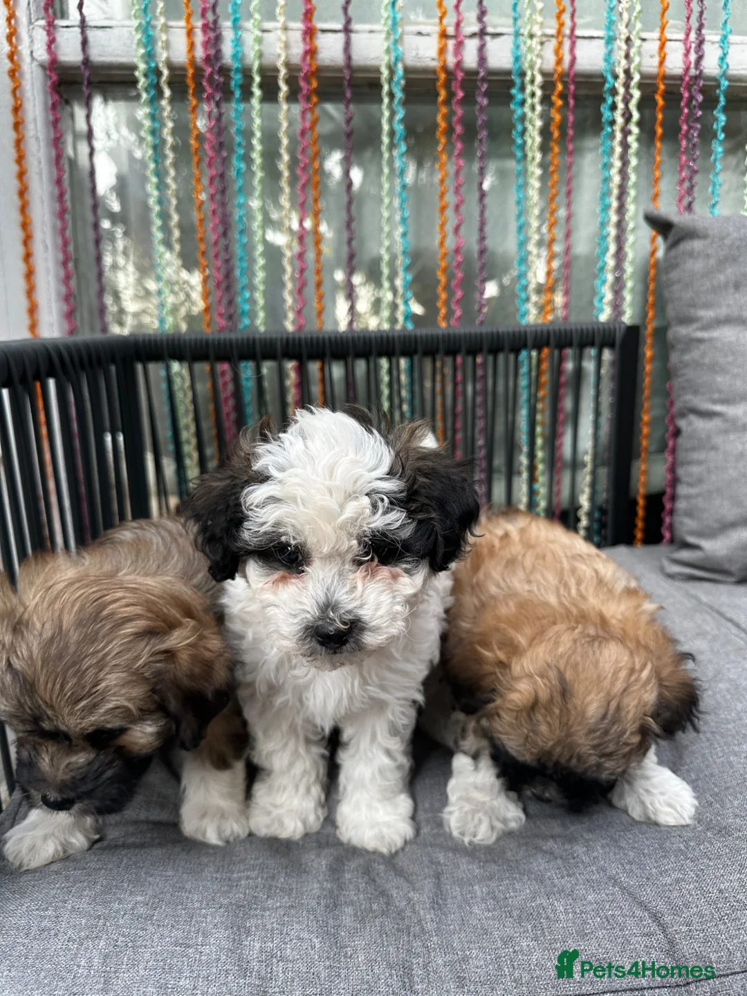 Bichon Frise dogs for sale: Bichon Puppies  - Advert 2
