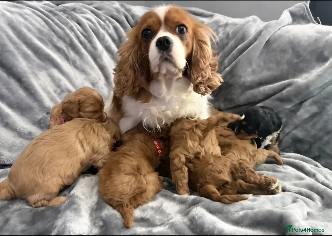 Cavapoo dogs for sale: HEALTH TESTED F2 CAVAPOO BABIES in Hoddesdon in Hoddesdon - Advert 1