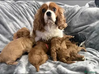 Cavapoo dogs HEALTH TESTED F2 CAVAPOO BABIES in Hoddesdon - Advert 1