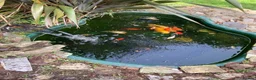 Koi Carp fish for sale: Koi and goldfish for sale  in Exeter - Advert 10