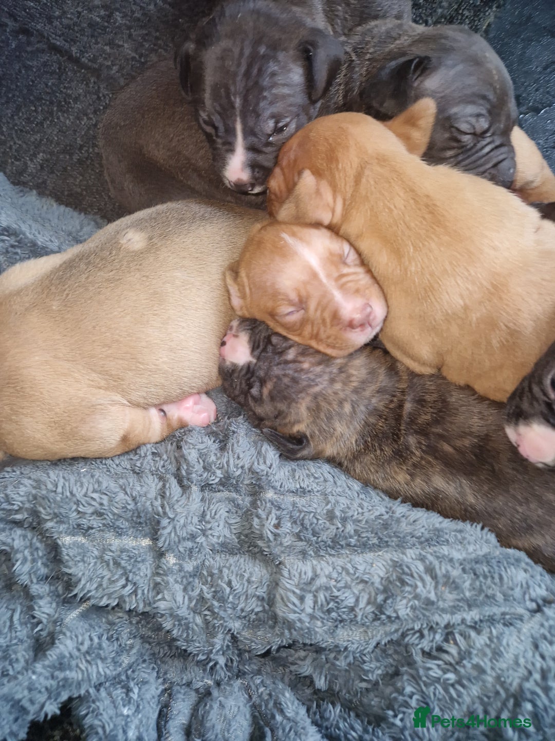 Mixed Breed dogs for sale: Presa/American Johnson bulldog - Image 4