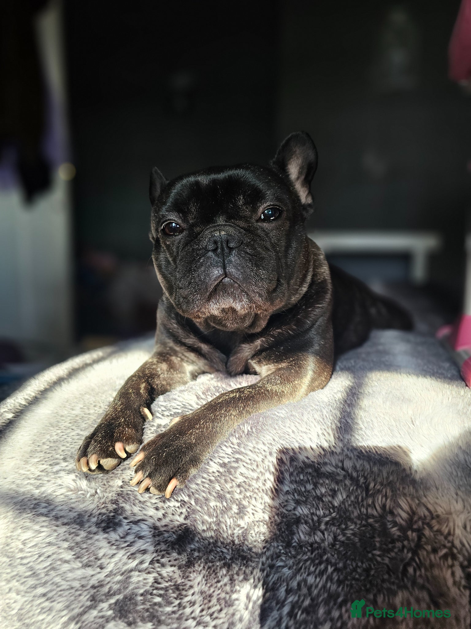 French Bulldog dogs My name is Nyra - Advert 1