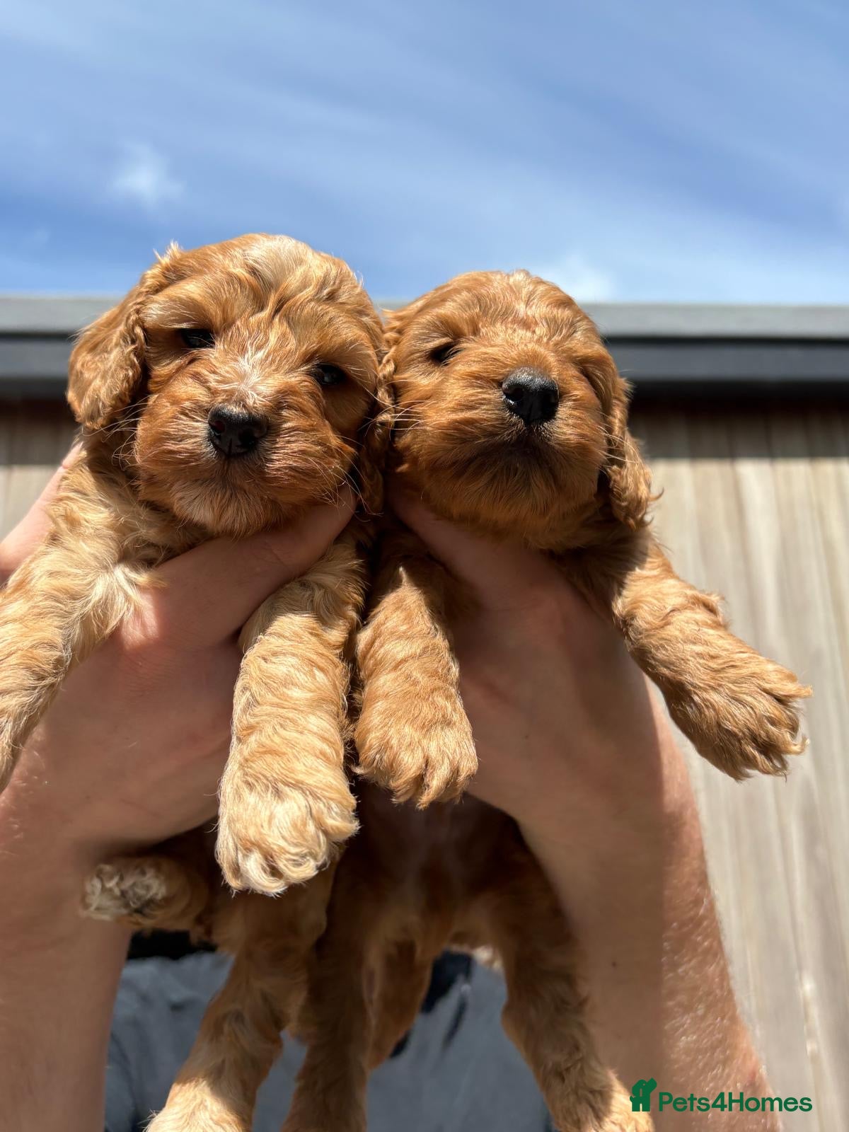 Cockapoo dogs Cockapoo show type toy size  - Advert 4