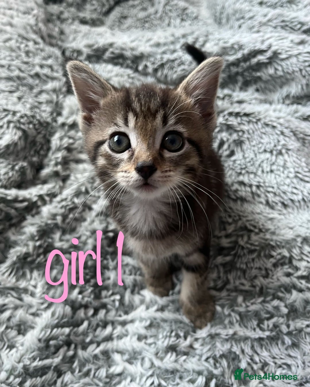 Maine Coon cats for sale: 3 gorgeous kittens for sale  - Image 5