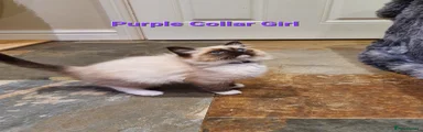 Purple Collar Girl