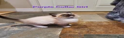 Ragdoll cats for sale: Stunning GCCF Registered Ragdoll Kittens. - Advert 37