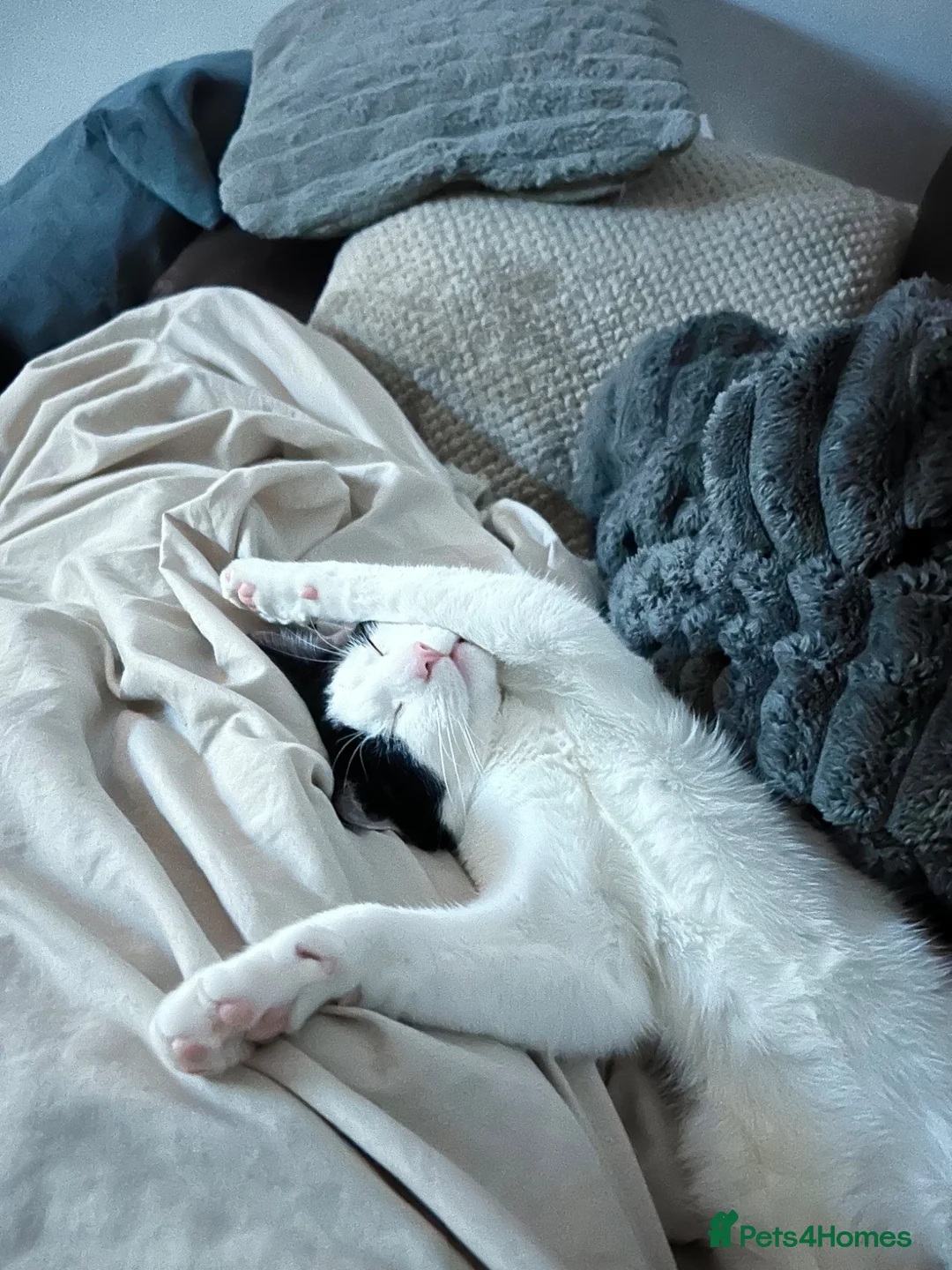 Domestic Shorthair cats for sale: 1 year old male cat  - Advert 2