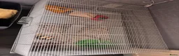 Hamster rodents for sale: Syrian hamster girl  - Advert 6