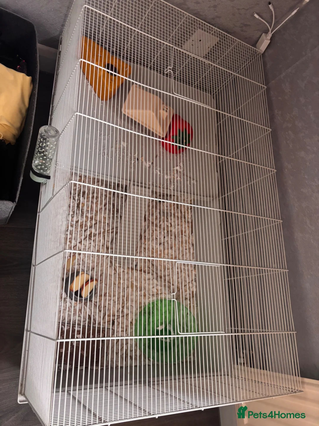Hamster rodents for sale: Syrian hamster girl  - Advert 6