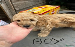 Cockapoo dogs for sale: Cockapoo F1B puppy’s  - Image 6