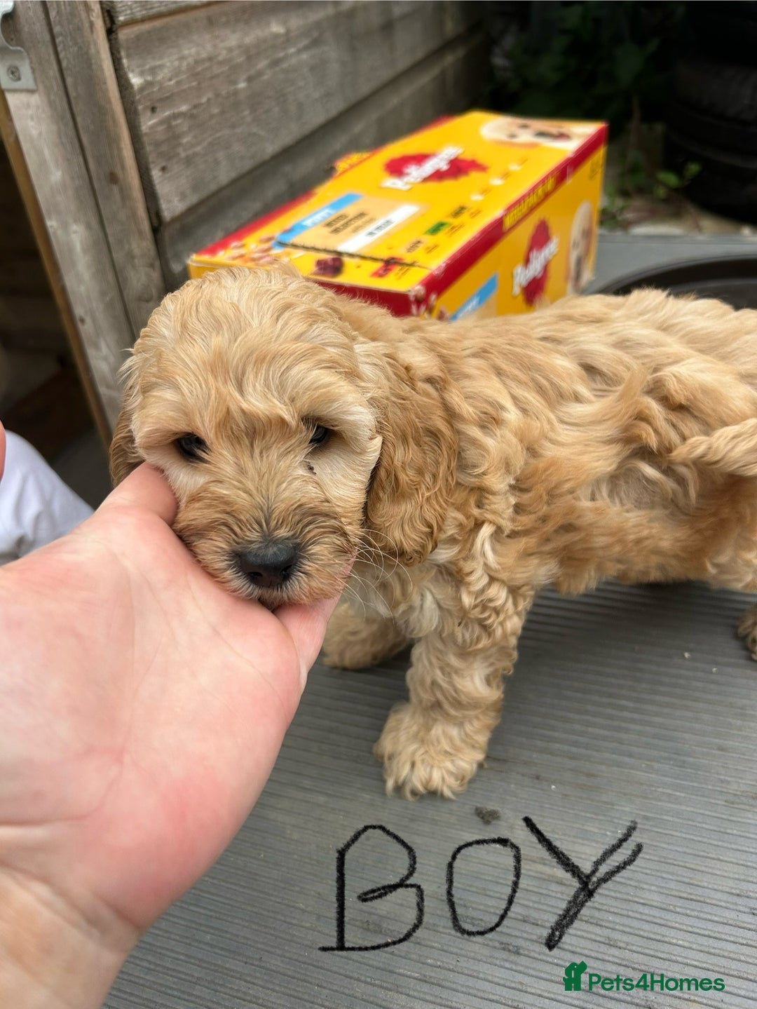 Cockapoo dogs for sale: Cockapoo F1B puppy’s  - Image 6