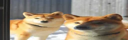 Japanese Shiba Inu dogs for sale: Cream Japanese Shiba Inu male  in London - Advert 8