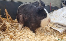 Guinea Pig rodents for sale: 2 male guinea pigs  - Image 2