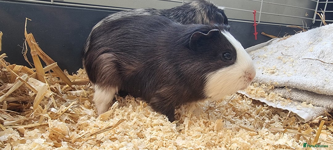 Guinea Pig rodents for sale: 2 male guinea pigs  - Image 2