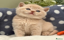 British Shorthair cats for sale: Stunning British Kittens - Image 14