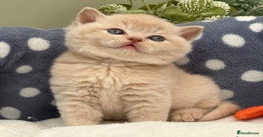 British Shorthair cats - Advert 6