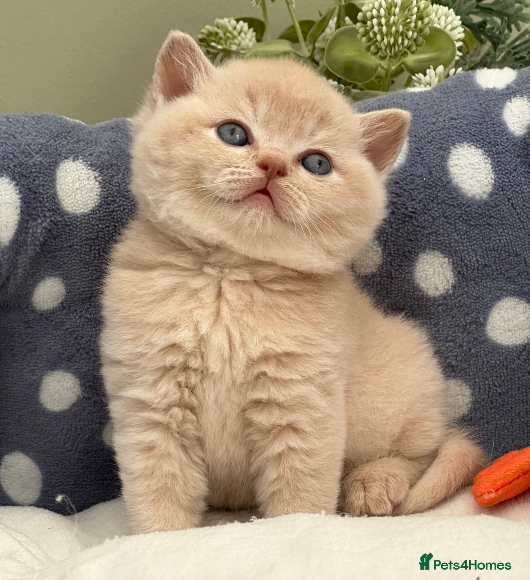 British Shorthair cats for sale: Stunning British Kittens - Image 14