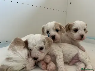 Cavachon dogs 🐶 Adorable Cavachon Puppies for Sale! 🐾 - Advert 6