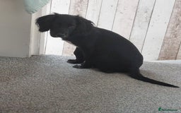 Cocker Spaniel dogs for sale: Rocco  - Image 2