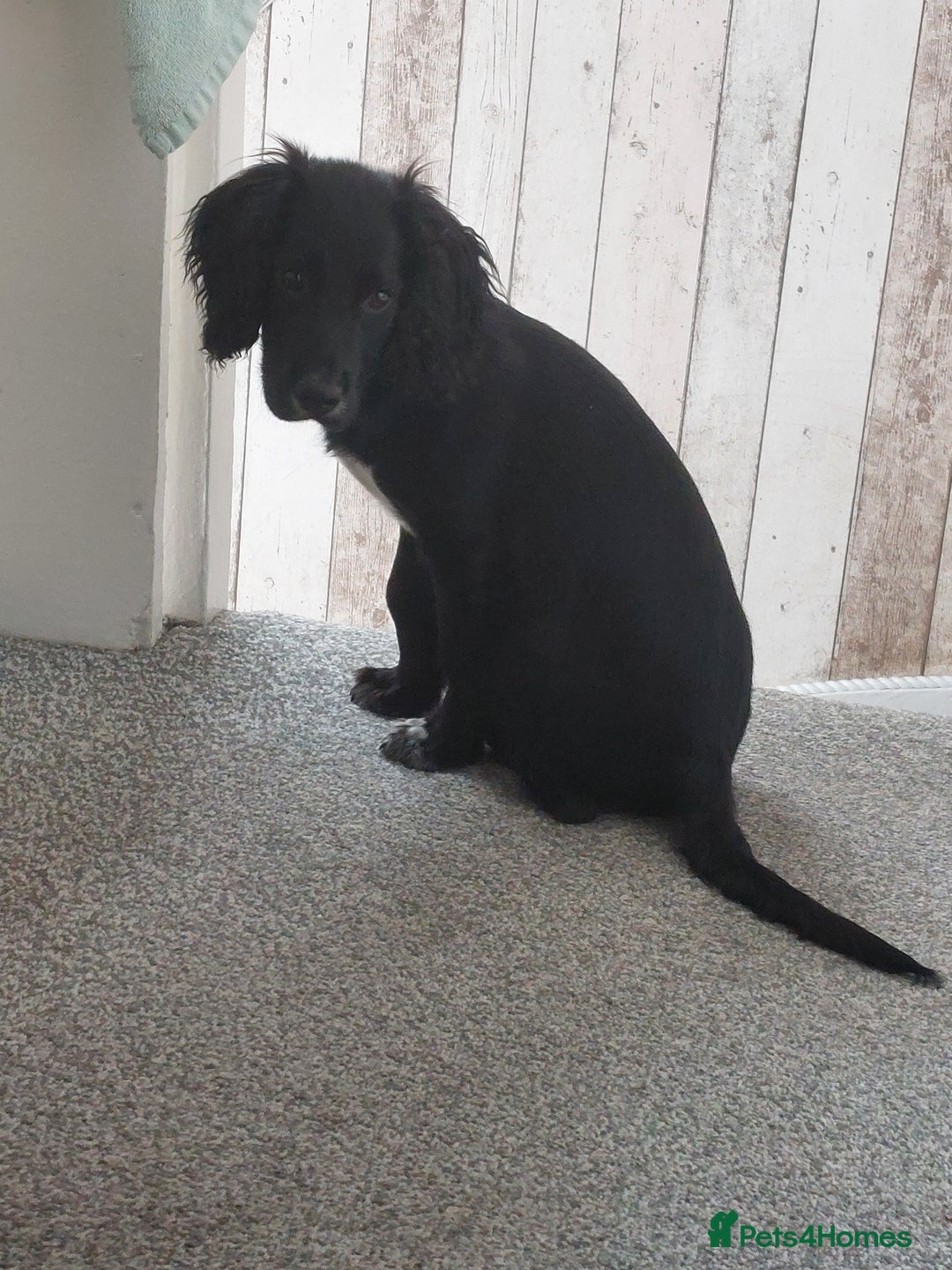 Cocker Spaniel dogs for sale: Rocco  - Image 2