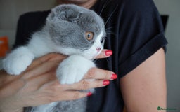 Scottish Fold cats for sale: ❣️LAST KITTEN❣️ in Corby - Image 3