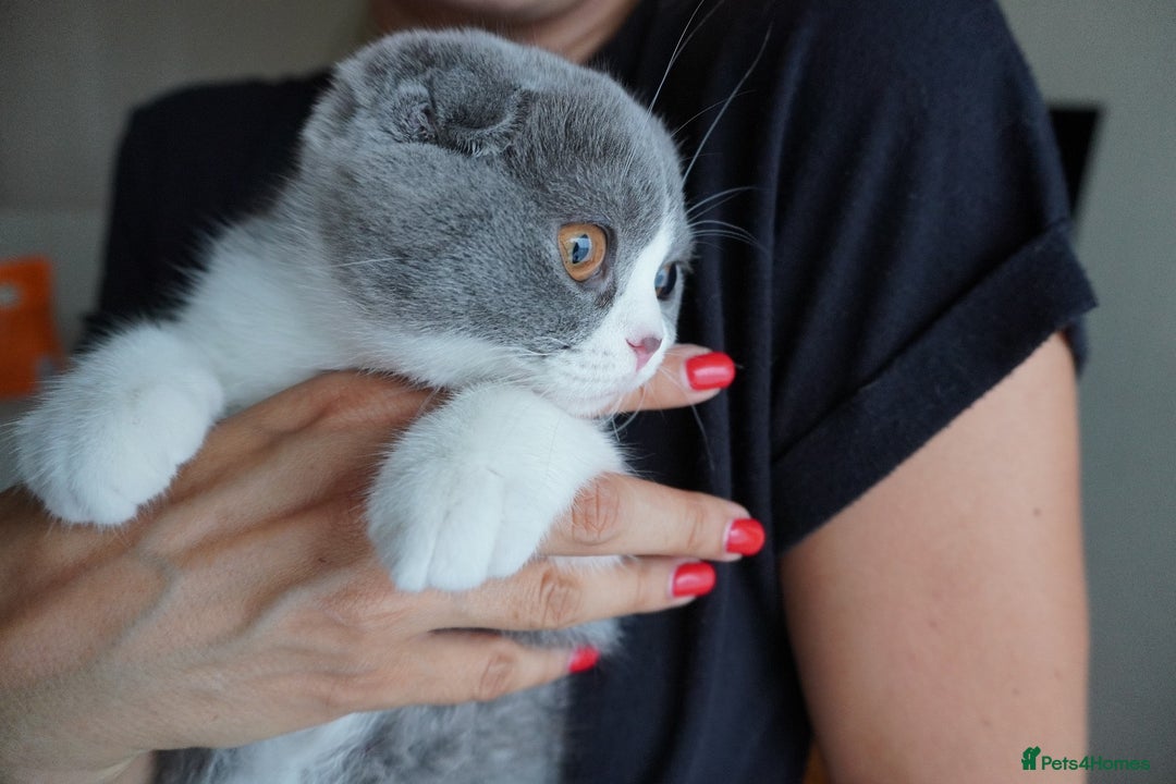 Scottish Fold cats for sale: ❣️LAST KITTEN❣️ in Corby - Image 3