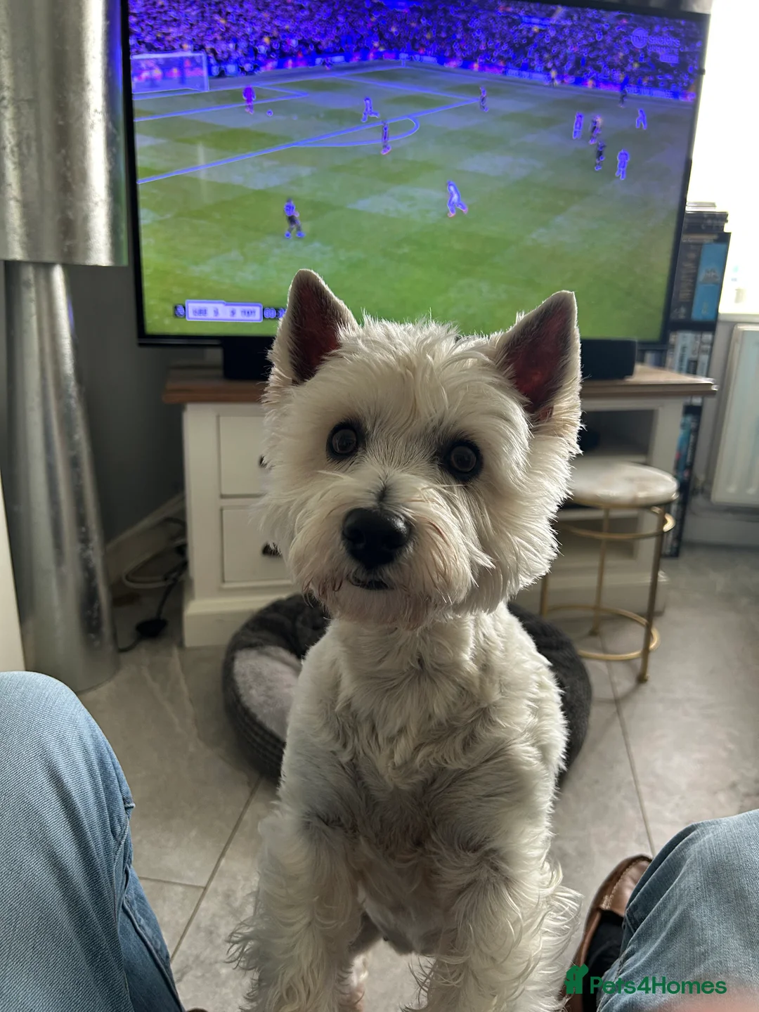 Mixed Breed dogs for sale: Westiepoo pups  - Advert 1