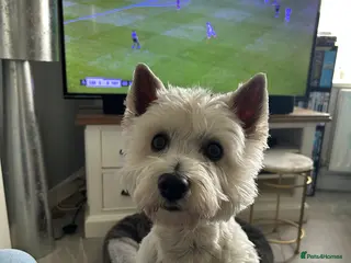 Mixed Breed dogs Westiepoo pups - Advert 1