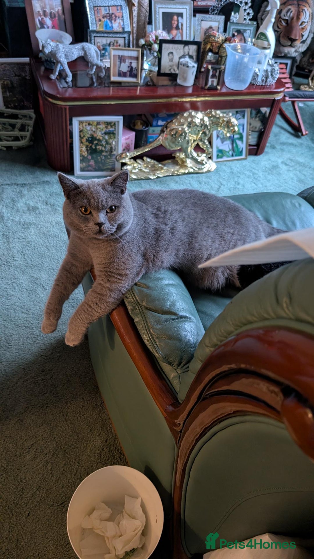British Shorthair cats for sale: Beautiful British Blue Shorthair Male – 1 Yr Old - Advert 6