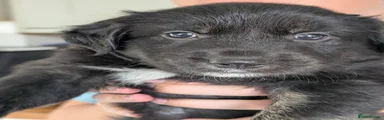 Mixed Breed 6